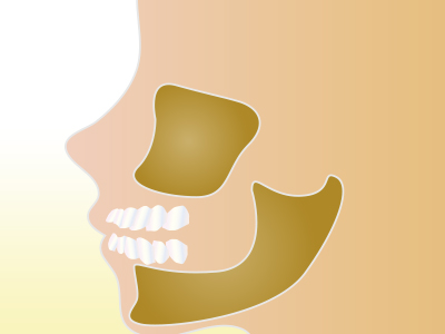 顎骨の人体図